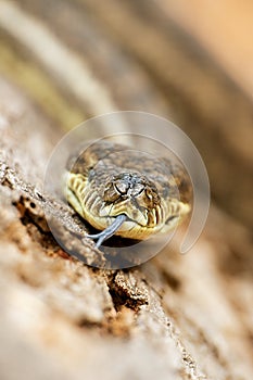 Coastal Carpet Python