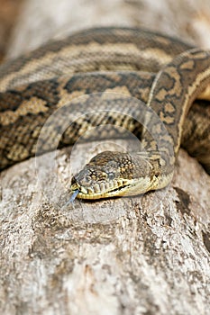Coastal Carpet Python