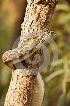 Coastal Carpet Python