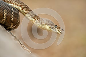 Coastal Carpet Python
