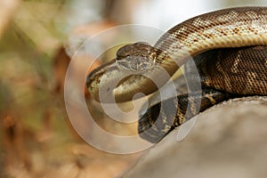 Coastal Carpet Python