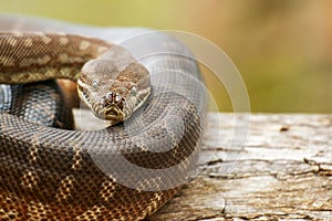 Coastal Carpet Python
