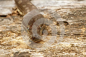 Coastal Carpet Python