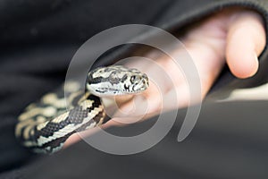 Coastal carpet python in hand