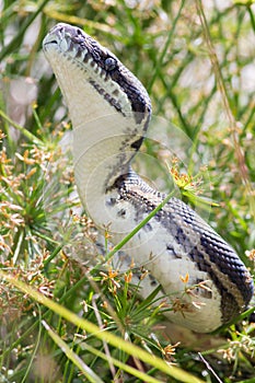 Coastal Carpet Python (Morelia spilota mcdowelli) in Australia