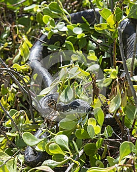 Coastal carpet python.
