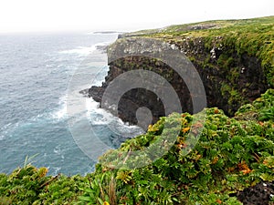 Coastal cliffs on Enderby Island in the Auckland Islands, New Zealand