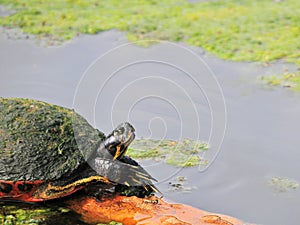 Coastal Turtle