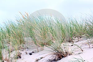 Coastal dune