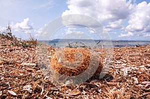 Coastal environment. Posidonia oceanica. Beached spherical egagropyl, also called sea ball, beach ball or Neptune ball