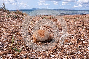 Coastal environment. Posidonia oceanica. Beached spherical egagropyl, also called sea balls, beach balls or Neptune balls