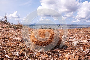 Coastal environment. Posidonia oceanica. Beached spherical egagropyl, also called sea ball, beach ball or Neptune ball photo