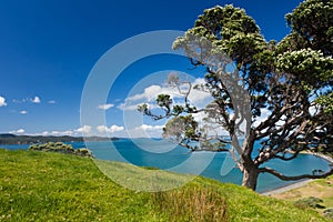 Coastal Farmland Landscape with Pohutukawa Tree