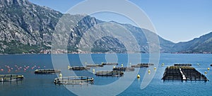 Coastal fish farming