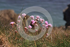 Coastal Flora and fauna