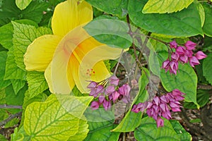 Coastal Flowers