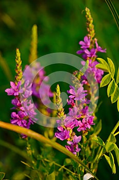 Coastal flowers