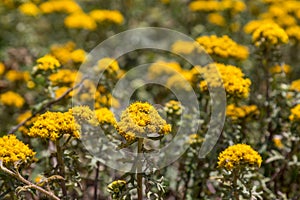 Coastal Flowers