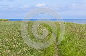 Coastal footpath at Flamborough Head, Yorkshire, UK