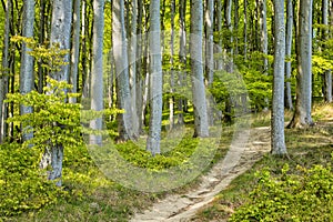 Coastal forest