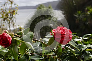 Coastal garden flowers, Camellia.