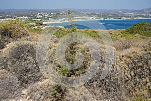 Coastal garrigue in September on the island of Rhodes. Kolympia, Rhodes, Greece