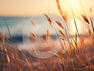 Coastal grasses sway in the warm summer breeze at sunset by the sea