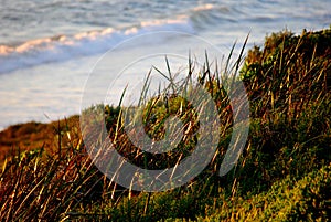 Coastal grassland