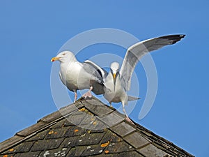 Coastal gulls jostling for position