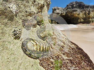 Coastal Intertidal Zone