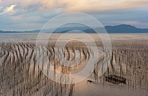 The coastal intertidal zone