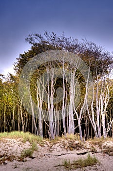 Coastal Landscape of the Baltic Sea