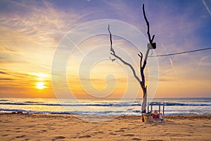 Coastal landscape at sunrise - view of the beach with lonely dry tree