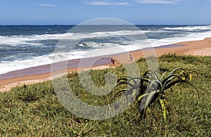 Coastal Landscape in Umdloti Beach in Durban South Africa