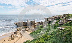 Coastal Limestone at Penguin Island: Western Australia