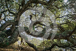 Coastal live oak Quercus agrifolia stretching its branches parallel to the ground, Montana de Oro State Park, central California