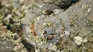 Coastal marine life documentary showcases crustacean adaptation, eco balance, wildlife survival in natural setting. Crab