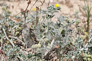 Coastal medick, Medicago marina photo