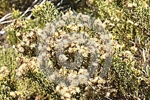 Coastal or Menzies` Goldenbush Isocma menziesii  5