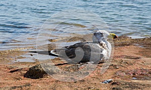 Coastal Pacific Gull in Profile
