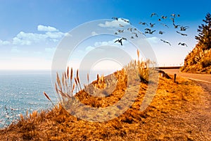 Coastal Pacific Highway No 1, California and a flock of birds