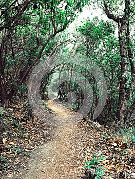 A coastal path in Elba island