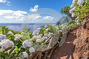 Coastal path with hydrangea in Sao Miguel