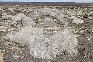 Coastal path in Lanzarote