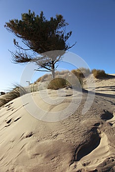 Coastal Pine Trees and Dunes