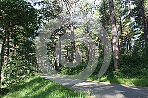 Coastal Pine woods Netherlands, Kust Dennenbossen Nederland photo