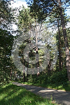 Coastal Pine woods Netherlands, Kust Dennenbossen Nederland photo