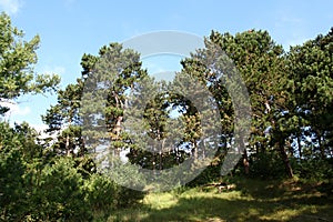 Coastal Pine woods Netherlands, Kust Dennenbossen Nederland photo