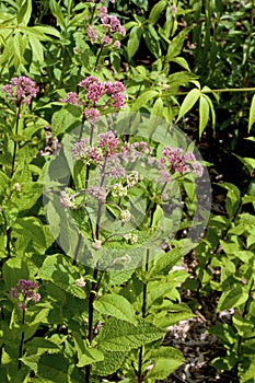 Coastal Plain Joe-Pye-Weed  839254