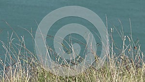 Coastal plants with yacht sail in the sea background